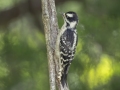 Downy Woodpecker - Land Between the Lakes NRA--South Welcome Station, Stewart, Tennessee, United States, June 12, 2024