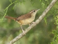 Carolina Wren - Land Between the Lakes NRA--South Welcome Station, Stewart, Tennessee, United States, June 12, 2024