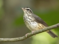 Louisiana Waterthrush - Cross Creeks NWR--Area 4, Stewart, Tennessee, United States, June 23, 2024