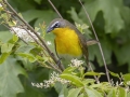 Yellow-breasted Chat - Indian Mound - Steward County - TN, May 10 2024