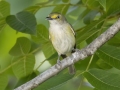 White-eyed Vireo