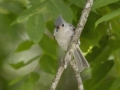 Tufted Titmouse