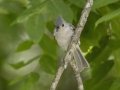 Tufted Titmouse - Gatling Point Rec Area, Stewart, County, Tennessee, June 12, 2024