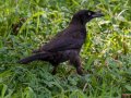 Common Grackle - Liberty Park, Montgomery County, July 22, 2020