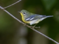 Northern Parula - Cumberland River, Dover US-TN 36.51331, -87.85749, Stewart, Tennessee, United States, Sept 7, 2024