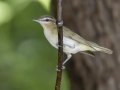 Red-eyed Vireo - Barkley Wildlife Management Area - Stewart County - TN, April 29, 2024