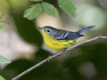 Magnolia Warbler - Cumberland River, Dover US-TN 36.51331, -87.85749, Stewart, Tennessee, United States, Sept 7, 2024