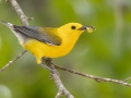 Prothonotary Warbler