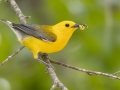 Prothonotary Warbler - Tennessee NWR--Swamp Creek Rd., Henry, Tennessee, United State, July 19, 2024