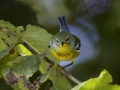 Northern Parula - Cumberland River, Dover US-TN 36.51331, -87.85749, Stewart, Tennessee, United States, Sept 7, 2024