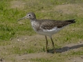 Solitary Sandpiper