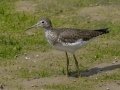 Solitary Sandpiper - Barkley WMA, Stewart County, Tennessee, Sept 3, 2024