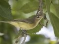 Wabling Vireo - Gatlin Point Rd, Dover US-TN 36, Stewart, Tennessee, Sept 3, 2024