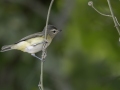 Wabling Vireo