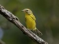Prairie Warbler - Gatlin Point Rd, Dover US-TN 36.53303, -87.92406, Stewart, Tennessee, United States, Sept 3, 2024