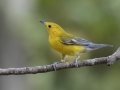 Prothonotary Warbler - Gatlin Point Rd, Dover US-TN 36.53303, -87.92406, Stewart, Tennessee, United States, Sept 3, 2024