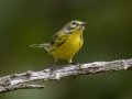 Prairie Warbler - Gatlin Point Rd, Dover US-TN 36.53303, -87.92406, Stewart, Tennessee, United States, Sept 3, 2024