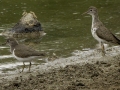 Spotted Sandpipers