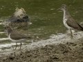 Spotted Sandpipers - Cross Creeks NWR Pool 4 A, Stewart County, Tennessee, Aug 7, 2024
