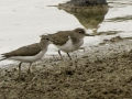 Spotted Sandpipers