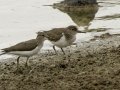 Spotted Sandpipers - Cross Creeks NWR Pool 4 A, Stewart County, Tennessee, Aug 7, 2024
