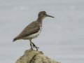 Spotted Sandpiper - Cross Creeks NWR Pool 4 A, Stewart County, Tennessee, Aug 7, 2024