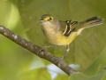 White-eyed Vireo