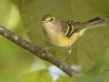 White-eyed Vireo - Barkley WMA, Stewart, Tennessee, Sept 5, 2024