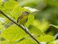 Prairie Warbler - Gatling Point Rec Area (36.5575,-87.9038), Stewart, Tennessee, United States, July 13, 2024