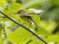 Prairie Warbler