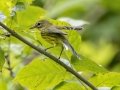 Prairie Warbler - Gatling Point Rec Area (36.5575,-87.9038), Stewart, Tennessee, United States, July 13, 2024
