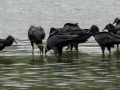 Black Vultures - Cross Creeks NWR - Pool 4 , Stewart, Tennessee, United States, Aug 7, 2024