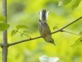 Prairie Warbler - Gatling Point Rec Area (36.5575,-87.9038), Stewart, Tennessee, United States, July 13, 2024