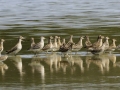 Pectoral Sandpipers - pool 4 A Mar 20, 2015, 1:10 PM, Stewart, Tennessee, United States, Sept 5, 2024