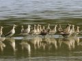 Pectoral Sandpipers - pool 4 A Mar 20, 2015, 1:10 PM, Stewart, Tennessee, United States, Sept 5, 2024