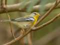 Northern Parula - 1268 The Trace, Dover US-TN 36.55396, -87.90181, Stewart, Tennessee, United States, Sept 24, 2024