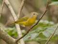 Nashville Warbler - Barkley WMA, Stewart, Tennessee, United States, Sept 30, 2024