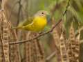 Nashville Warbler - Barkley WMA, Stewart, Tennessee, United States, Sept 30, 2024