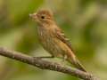 Indigo Bunting - Barkley WMA, Stewart, Tennessee, United States, Sept 30, 2024