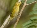 Tennessee Warbler - Barkley WMA, Stewart, Tennessee, Sept 30, 2024