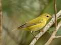 Tennessee Warbler - Barkley WMA, Stewart, Tennessee, Sept 30, 2024