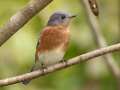 Eastern Bluebird - Barkley WMA, Stewart, Tennessee, United States, Sept 30, 2024