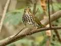 Ovenbird - 30 Sep 2024 Barkley WMA, Stewart, Tennessee, United States, Sept 30, 2024