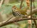 Ovenbird - 30 Sep 2024 Barkley WMA, Stewart, Tennessee, United States, Sept 30, 2024