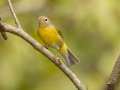 Nashville Warbler - Barkley WMA, Stewart, Tennessee, United States, Sept 30, 2024