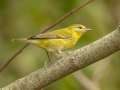 Tennessee Warbler