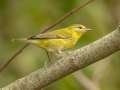 Tennessee Warbler - Barkley WMA, Stewart, Tennessee, Sept 30, 2024