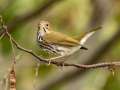 Ovenbird - 30 Sep 2024 Barkley WMA, Stewart, Tennessee, United States, Sept 30, 2024