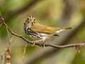 Ovenbird - 30 Sep 2024 Barkley WMA, Stewart, Tennessee, United States, Sept 30, 2024