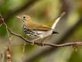 Ovenbird - 30 Sep 2024 Barkley WMA, Stewart, Tennessee, United States, Sept 30, 2024